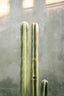 Green cactus of Oaxaca