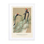 Cranes Of Momoyogusa (SE) - Kamisaka Sekka Wall Art - Drawdeck