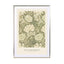 Chrysanthemum (SE) - William Morris Wall Art - Drawdeck