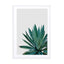 Agave Cactus Wall Art - Drawdeck