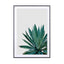 Agave Cactus - Drawdeck