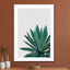 Agave Cactus - Drawdeck