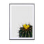 Flower Cactus - Drawdeck