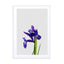 Iris Still Life Wall Art - Drawdeck
