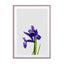 Iris Still Life Wall Art - Drawdeck