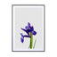Iris Still Life - Drawdeck