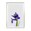 Iris Still Life Wall Art - Drawdeck