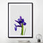 Iris Still Life - Drawdeck