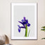 Iris Still Life - Drawdeck