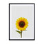 Sunflower Still Life Wall Art - Drawdeck