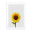 Sunflower Still Life Wall Art - Drawdeck
