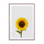 Sunflower Still Life Wall Art - Drawdeck