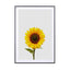 Sunflower Still Life - Drawdeck