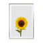 Sunflower Still Life Wall Art - Drawdeck