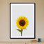 Sunflower Still Life - Drawdeck