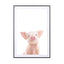 Baby Piglet - Drawdeck