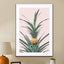 Baby Pineapple - Drawdeck