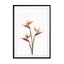 Birds Of Paradise Wall Art - Drawdeck