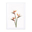 Birds Of Paradise Wall Art - Drawdeck