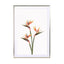 Birds Of Paradise Wall Art - Drawdeck