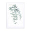 Eucalyptus Ii Wall Art - Drawdeck