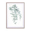 Eucalyptus Ii Wall Art - Drawdeck