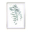 Eucalyptus Ii Wall Art - Drawdeck