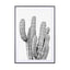 Grey Cactus - Drawdeck