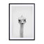 Ostrich Wall Art - Drawdeck