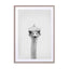 Ostrich Wall Art - Drawdeck