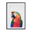 Parrot Wall Art - Drawdeck