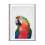 Parrot Wall Art - Drawdeck