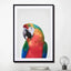 Parrot - Drawdeck
