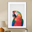 Parrot - Drawdeck