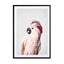 Pink Cockatoo Wall Art - Drawdeck