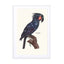 Galaxy Bird Vintage Wall Art - Drawdeck