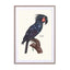 Galaxy Bird Vintage Wall Art - Drawdeck
