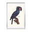 Galaxy Bird Vintage Wall Art - Drawdeck