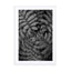 Green Tropical Fern B_w Wall Art - Drawdeck