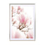 Blossoming Magnolia Pink Flowers In Spring - Drawdeck