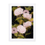 Peonies 2 Wall Art - Drawdeck