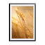 Grass in morning sunlight autumn photo Melissa Peltenburg Wall Art - Drawdeck