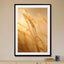 Grass in morning sunlight autumn photo Melissa Peltenburg - Drawdeck