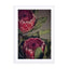 Red Protea1 Wall Art - Drawdeck