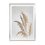 Golden Pampas Grass - Drawdeck