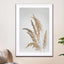 Golden Pampas Grass - Drawdeck