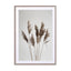 Natural Pampas Reed Wall Art - Drawdeck