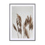 Pampas Reed In The Wind - Drawdeck
