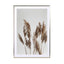 Pampas Reed In The Wind - Drawdeck