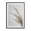 Soft Natural Pampas Grass Wall Art - Drawdeck